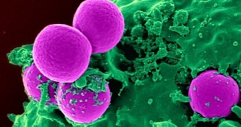 Microscopic Sponges Suck Antibiotic-Resistant MRSA Out of Wounds