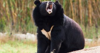 Microsoft teams up with animal rights group to protest bear bile farming