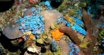 Bright blue ascidians, known as sea squirts, are found thriving at 50 meters (164 feet) among corals