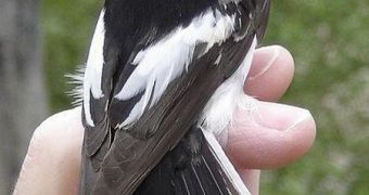 Pied flycatchers are among the migratory birds most affected by changing weather patterns