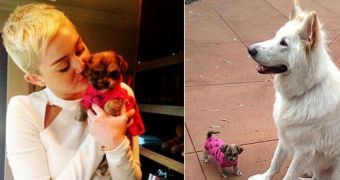 Miley Cirus shows off her new pooch