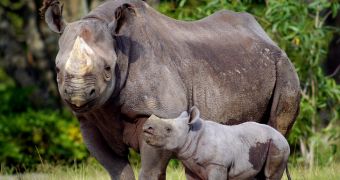Military aircraft is sent to protect rhinos living in South Africa's national parks