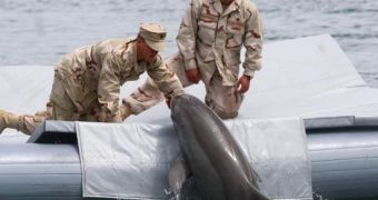 Military dolphins believed to be on the loose in the Black Sea