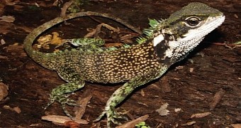Photo shows a male wood lizard