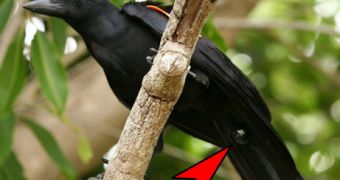 A wild New Caledonian crow perches with a video camera attached to its tail (red arrow)
