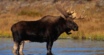 Minnesota issues moose hunting ban