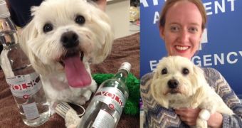 Vets got a Maltese terrier drunk to save his life