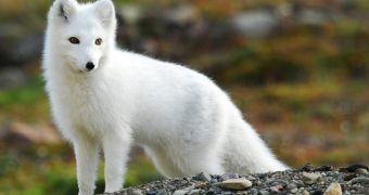 Miss USA winners take a stand against the fur industry
