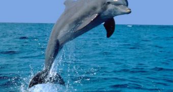 Innovative monitoring system helps protect dolphins in Cardigan Bay, Wales