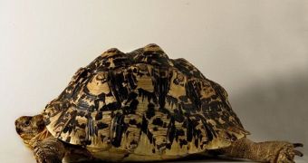 Missing Leopard Tortoise Shows Up in an Elevator