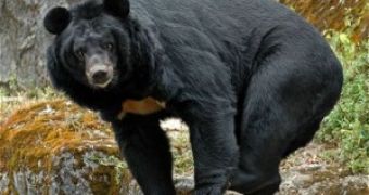 Mob Wants to Set a Bear on Fire – Video