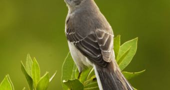 Mockingbirds are able to discern one human from the other, whereas we cannot do this with the birds