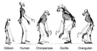 Our genes didn't stop evolving when we reached our modern anatomical configuration