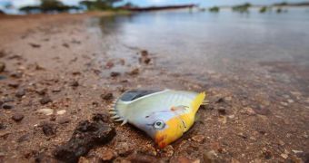 Molasses spill is killing fish, crustaceans and coral reefs in Hawaii's Honolulu Harbor