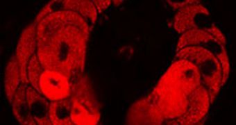 Molecular Imaging Sees Red Blood Cells Move