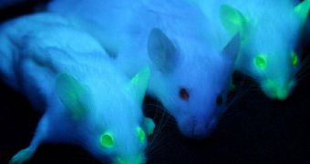 Study conducted on mice reveals compound that can effectively destroy cancer cells