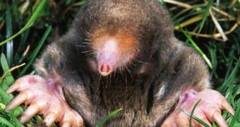 Moles' hemoglobin has a different chemical makeup than that of other mammals