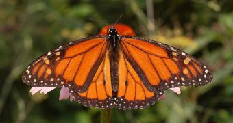 Monarch butterflies use their antennas to navigate southwards, based on the Sun's location