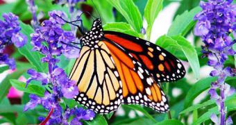 Monarch Butterflies Treat their Offspring with Medicinal Plants
