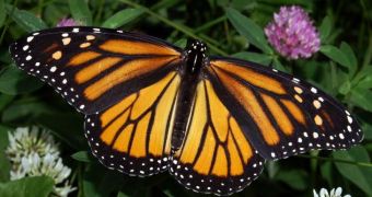 Monarch butterfly gets a free plane ride to Texas