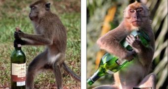 Monkey drinks a whole bottle of wine, looks quite relaxed