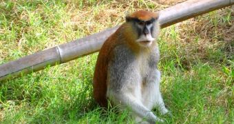 Man responsible for the death of a Patas monkey thinks he is actually a "nice guy"