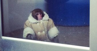 Monkey wearing a winter coat goes shopping at one of Ikea's stores