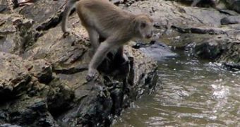 Image of a long-tailed macaque waiting for its prey