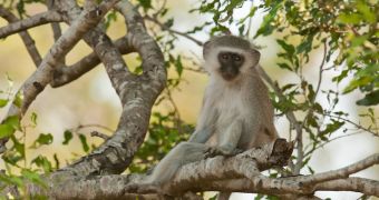 Study on monkeys reveals humans are not the only animals to have and abide by social norms