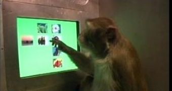 Rhesus macaque put to the test