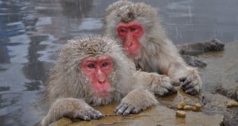 Evidence indicates that radiation might still be affecting monkeys living close to Fukushima