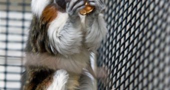 Cotton-top tamarins grew calmer after they heard music compositions based on their own calm, friendly calls