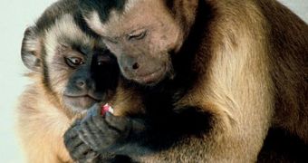 Cpauchin monkeys sharing food