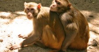 A pair of rhesus macaques