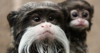 Monkeys at Belfast Zoo Sport the Coolest Moustaches Ever