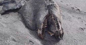 This large animal carcass may belong to a killer whale