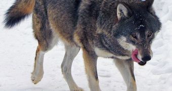 Eurasian wolf (Canis lupus lupus) at Kolmården, Sweden
