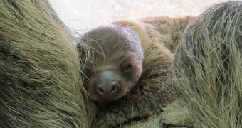 Baby sloth at Zoo Budapest is doing great, growing stronger every day