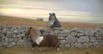 Moonwalking Pony Dance Goes Viral – Video