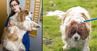Spaniel wins slimming competition for pets