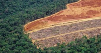 A wide part of the rainforest will be lost as food and fuel demand increases
