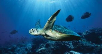 Celebrities help raise funds for marine conservation