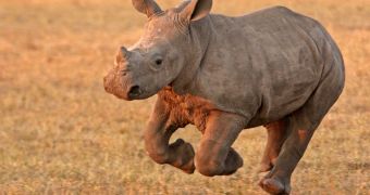 Mortally wounded mother rhino dies after making sure its calf is safe