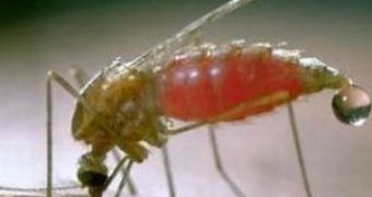 Mosquito's Sugar Appetite Could Turn Against It