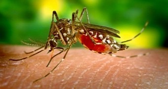 Mosquitoes Play Favorites When Choosing Their Victims, Study Finds