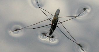 Mosquitoes check for microbial content before laying their eggs in water
