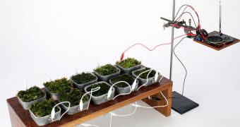 Scientists create radio powered by moss