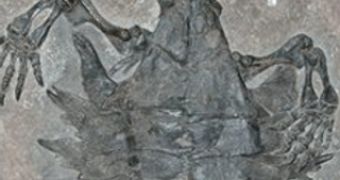 The largest of the three fossils found had a length of 40 cm