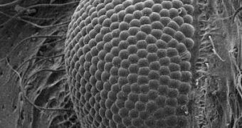 Insect eye seen on electronic microscope