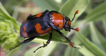 Female burying beetles aren't very maternal, researchers find